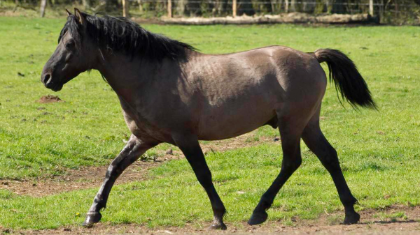 全球最貴的九種馬，價值四億的馬你見過嗎？汗血寶馬無緣榜首