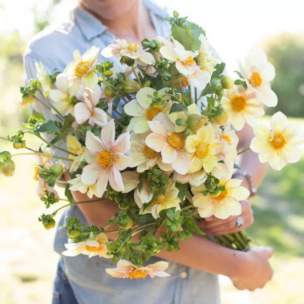 大麗花扦插方法，一盆變十盆，成活率100%