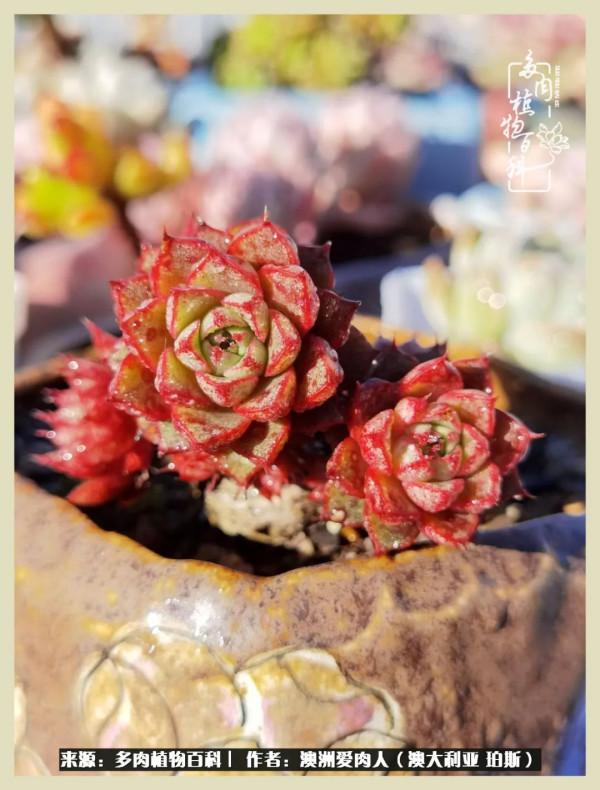 多肉變胖純屬正常,我的變胖卻是工傷 多肉變胖純屬正常,我的變胖卻是工傷