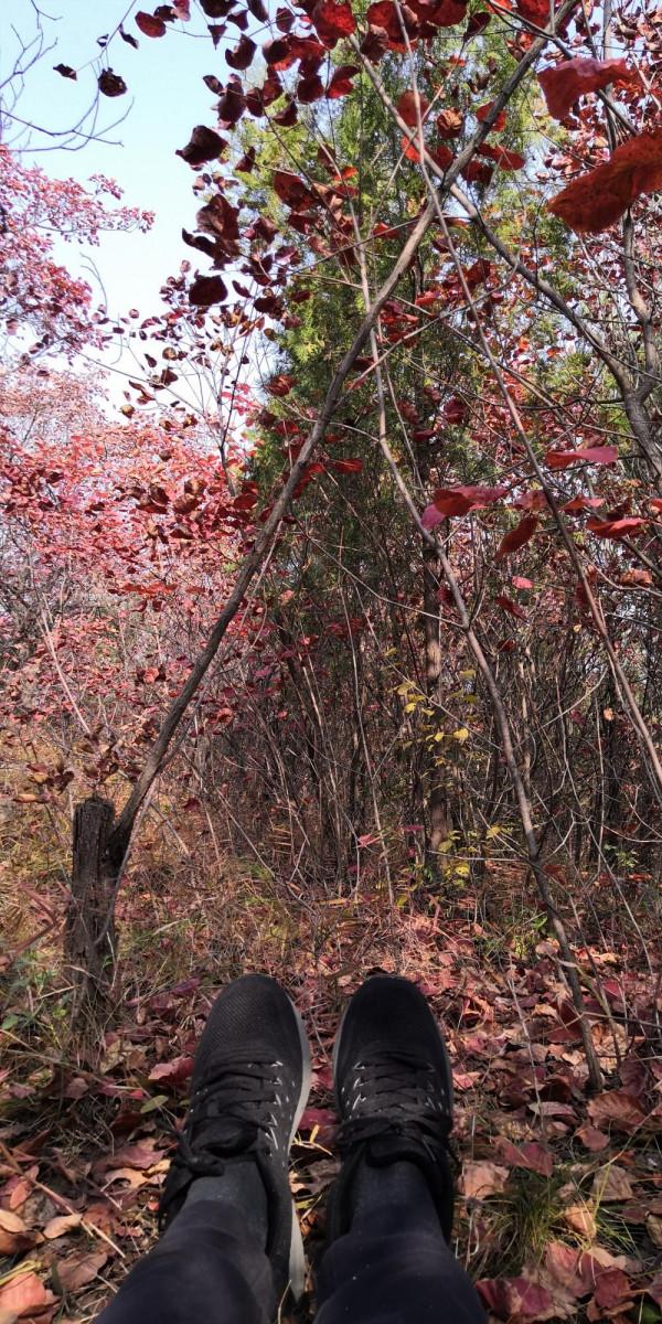 紅葉集之六——醉臥紅塵