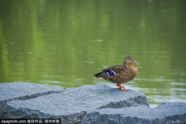 門票3毛錢！這個私家花園對外開放啦，有“佛香閣”，還有滿樹蘋果~