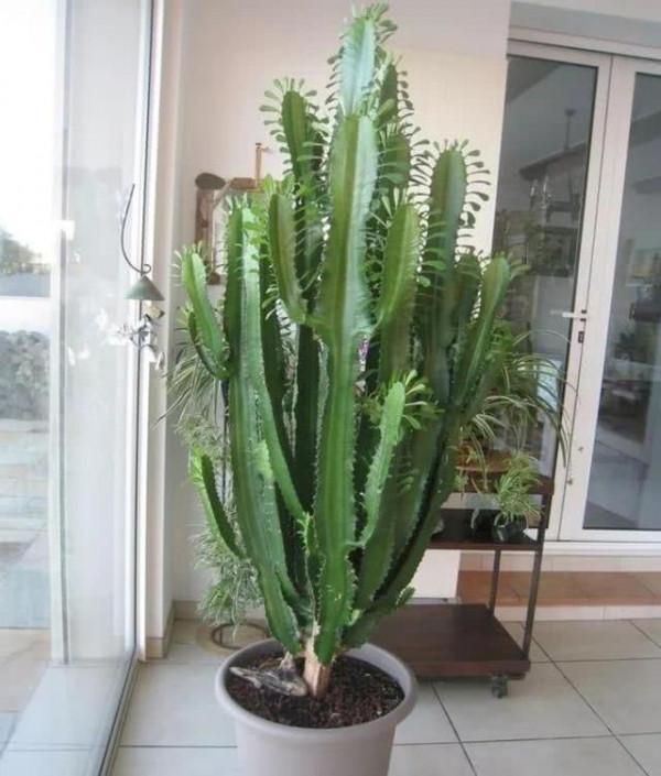 容易因多澆水而死的“10種花”，想要養好，管住手，少澆水