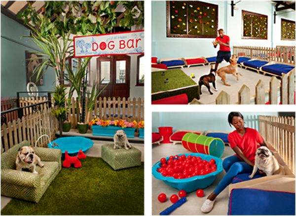 人不如狗？南非開設豪華寵物狗酒店，一晚費用直逼貧困家庭月收入