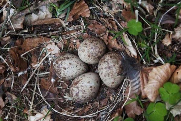 命大！浙江男子被五步蛇烙鐵頭咬傷，自救成功，它的毒性有多強？