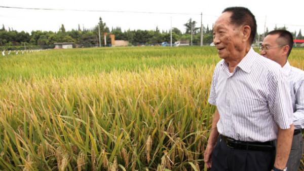為什麼諾貝爾獎這麼多年不提名袁隆平？成果享譽世界，但敗給現實