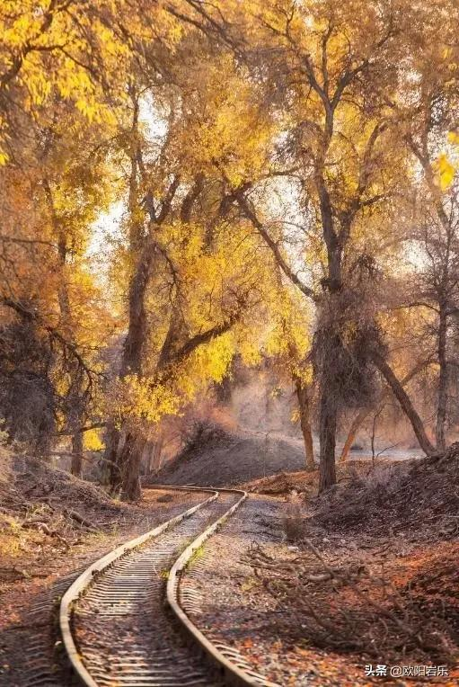 國內這6個地方的胡楊林，美得無法無天！此生一定要去看一次