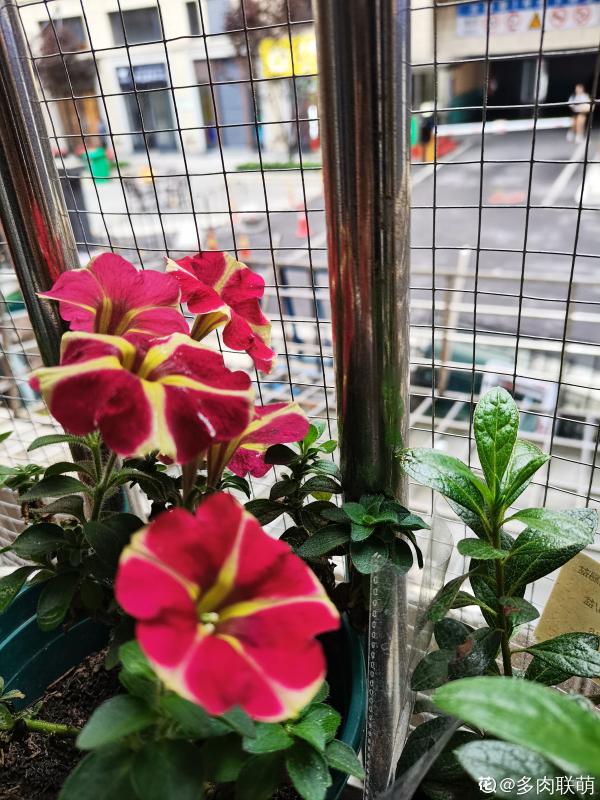 9種花,適合在陽臺養,陽臺全年開滿花,小陽臺變“花海” 9種花,適合在陽臺養,陽臺全年開滿花,小陽臺變“花海”