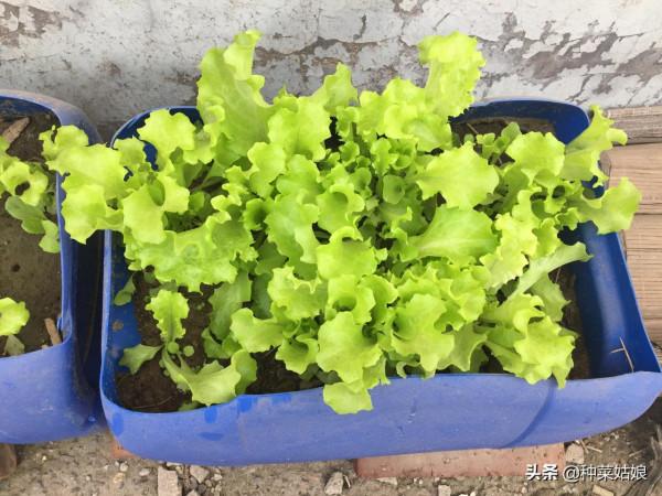 最近葉菜貴，那就自己種些吧，試試這5種，冬季葉菜吃不完