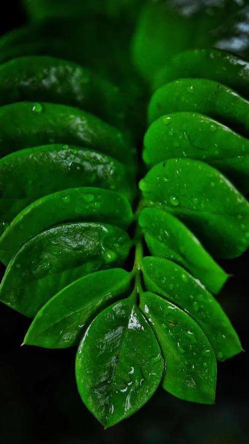 最護眼的綠色桌布 最護眼的綠色桌布