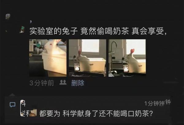 女孩回實驗室後，發現兔子竟然在嘬奶茶吸管：也太可愛了吧？