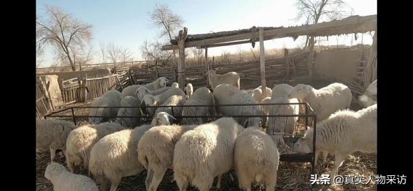 我,90後海員,航行5萬海里,下船後回家鄉放羊,賺得比海員多 我,90後海員,航行5萬海里,下船後回家鄉放羊,賺得比海員多