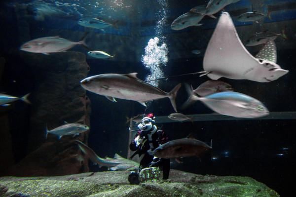 里約:水族館裡的";聖誕老人"; 里約:水族館裡的";聖誕老人";