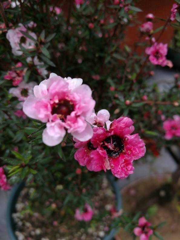 看多了大紅大綠的年宵花，4種“小清新”年宵花，合你胃口嗎