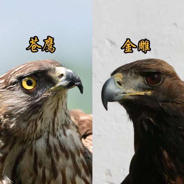 許多朋友對鷹和雕還有隼都傻傻分不清，它們之間有什麼不同呢？