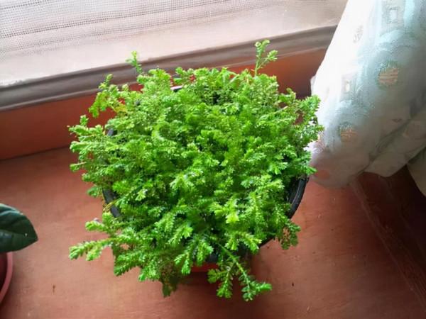 奶奶對我說，臥室別養7類花，仔細想一想，不是&OpenCurlyDoubleQuote;迷信&rdquo;是科學