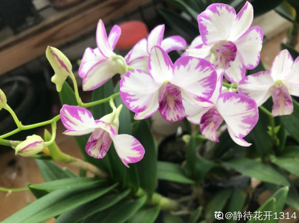 養花和性格息息相關，什麼性格喜歡什麼花，你同意嗎