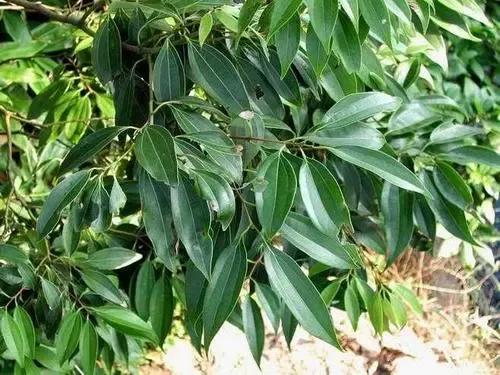 中藥淺說——一味肉桂引火歸元,解決你的上熱下寒 中藥淺說——一味肉桂引火歸元,解決你的上熱下寒