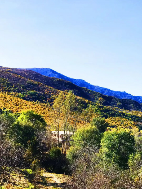 層嵐疊嶂的濃郁秋色，渲染出絕美的黃安坨！