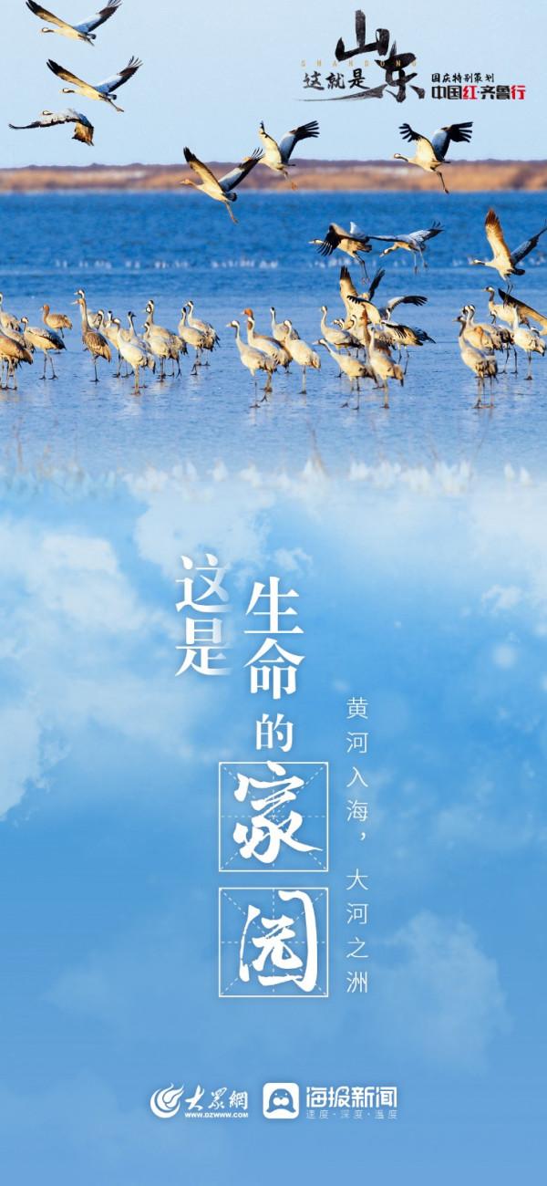 中國紅•齊魯行 | 走進美麗的黃河入海口