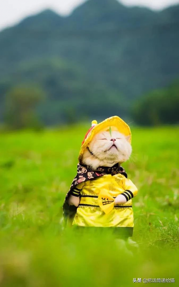 為啥叫貓“主子”？看了他的臉你就明白了