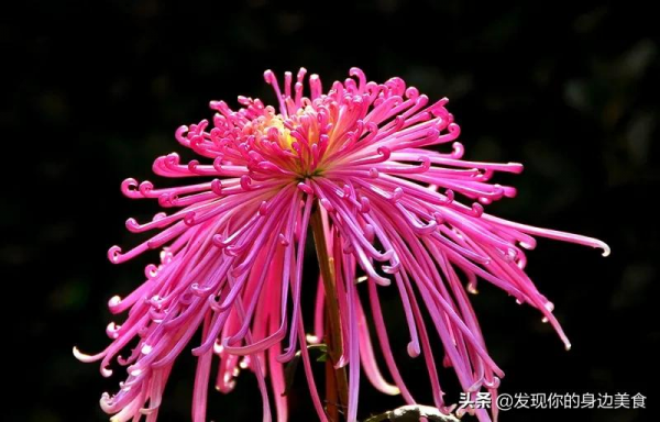 傲霜菊花奪人眼