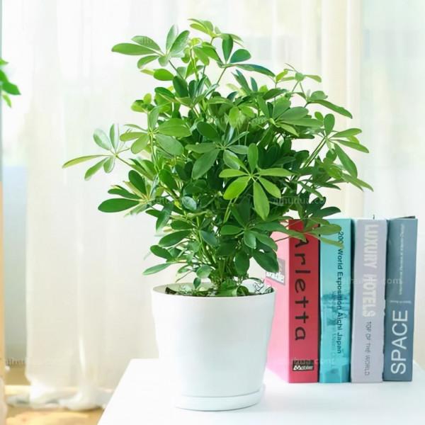 冬季養護鴨腳木，做到這點不落葉不黃葉