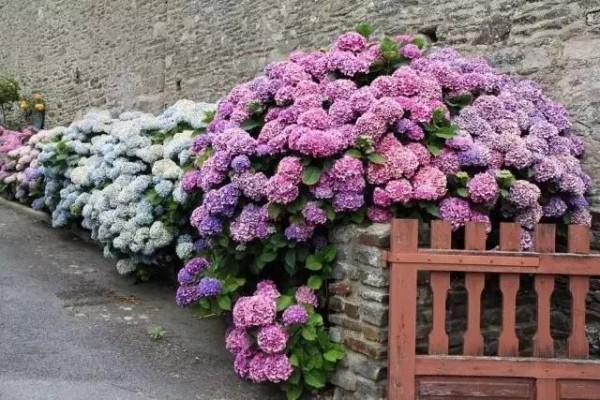 “窮養”4種花,盆越小越漂亮,壽命長,大老樁,還旺家 “窮養”4種花,盆越小越漂亮,壽命長,大老樁,還旺家