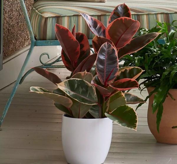 客廳想養“大盆栽”,建議從這10種裡面選,格調高寓意好,還養人 客廳想養“大盆栽”,建議從這10種裡面選,格調高寓意好,還養人