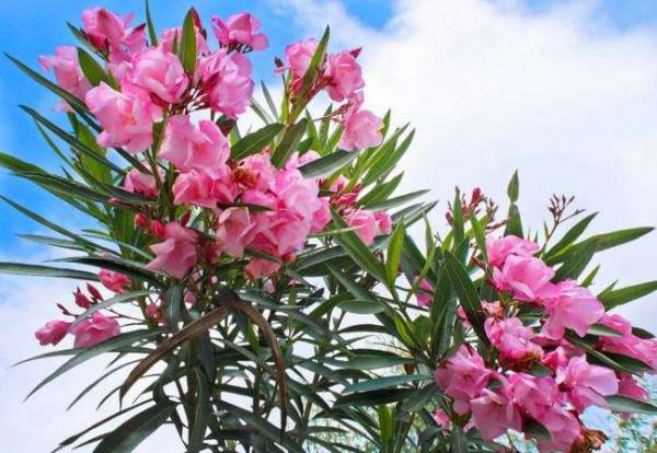 生活冷知識：盤點9種不適合臥室裡養的有毒植物