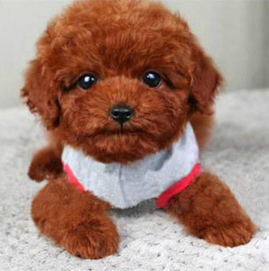 狗界智商前8名，你能猜對幾個？可能你家也在養