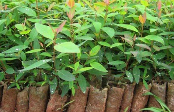 100種有毒的花和果，生活中很常見，出門要小心，避免受傷害