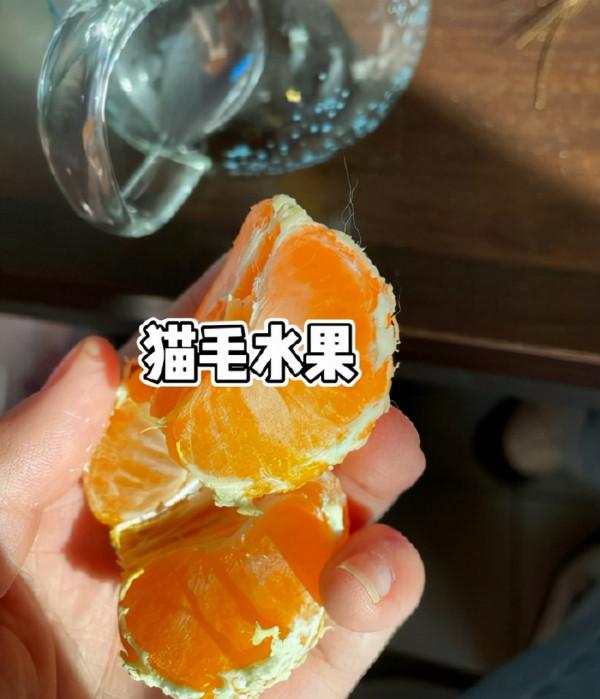 養貓人家裡的真實狀況