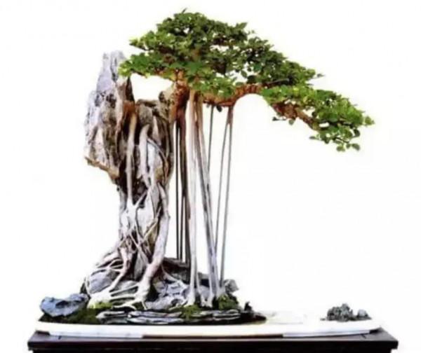 一盆一景一世界 一盆一景一世界