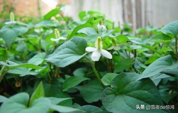 您吃過折耳根嗎?很別緻的味道 您吃過折耳根嗎?很別緻的味道