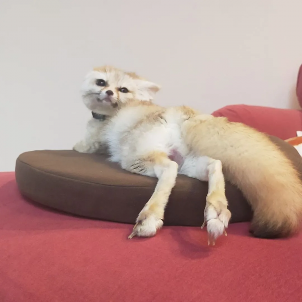 我跟風養“玲娜貝兒”，差點牢底坐穿…