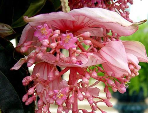 發現不一樣的花草，領悟大自然的奇妙