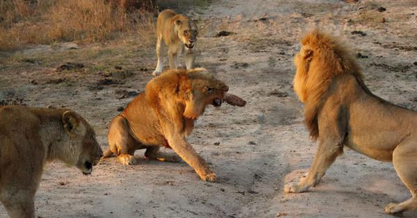 什麼阻止動物在野外近親繁殖？