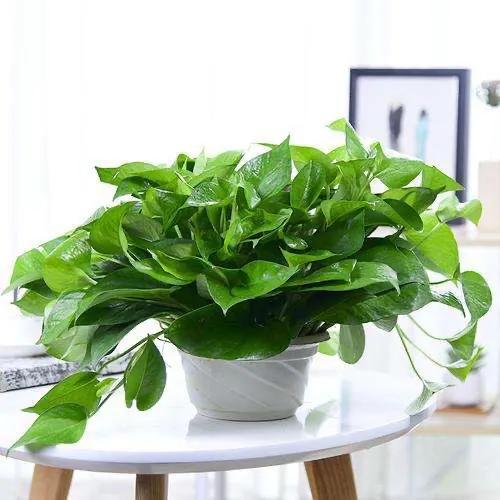 冬季花市最常見的植物哪些怕冷？這裡總結了十多種，你養過嗎