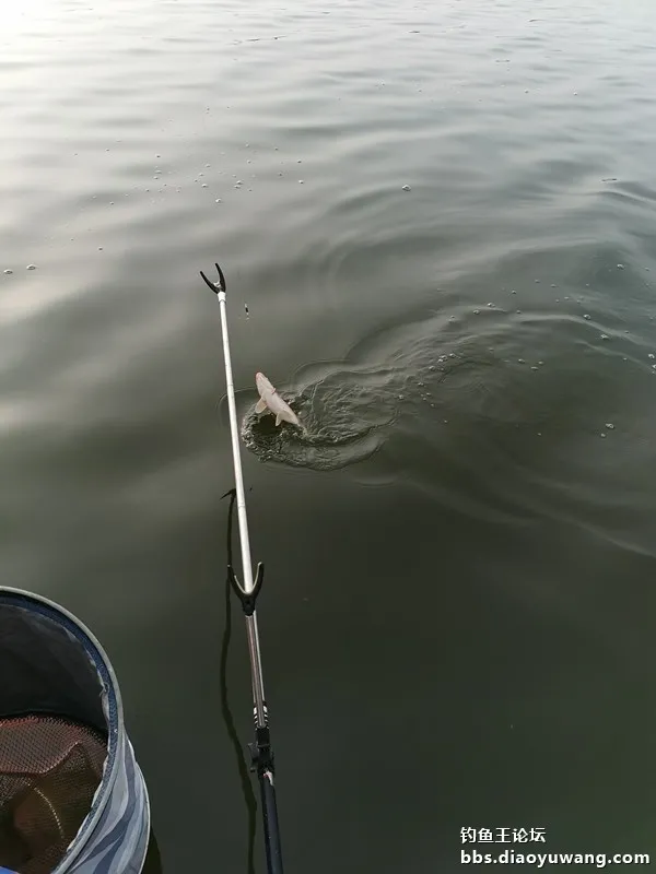 冬釣好收穫，全靠釣魚王