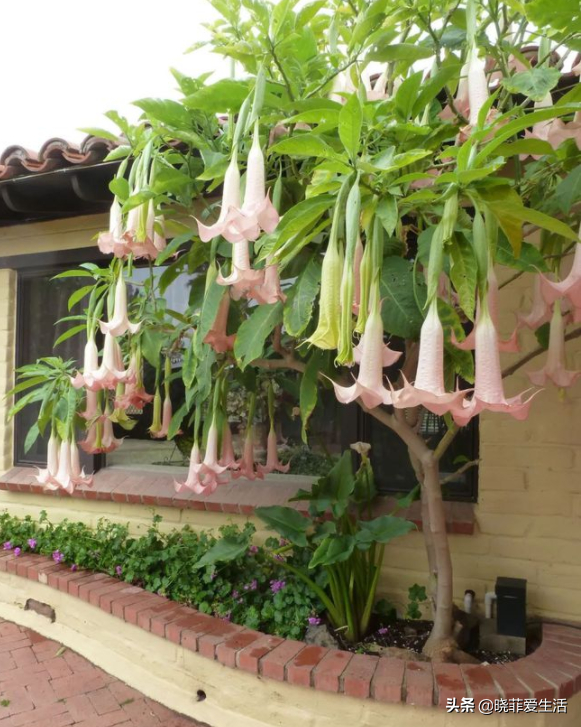 漂亮的有毒花！認識20種“大毒花”，遠離危險