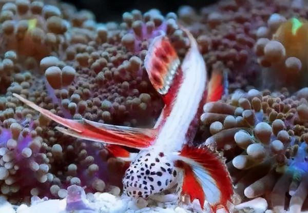 66張圖片帶你看看，那些有著驚豔“顏值”的動物