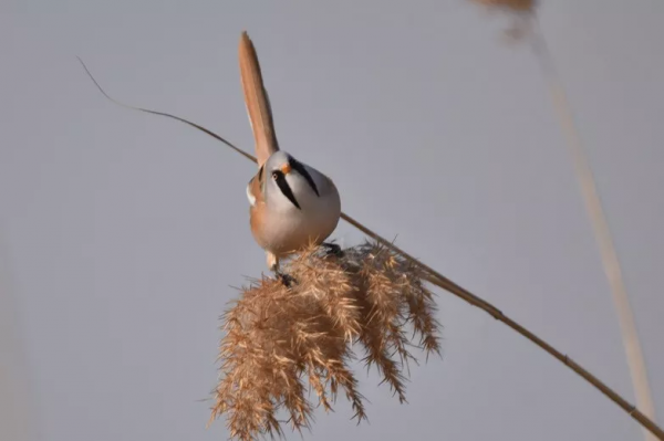 宛平湖拍鳥之文須雀