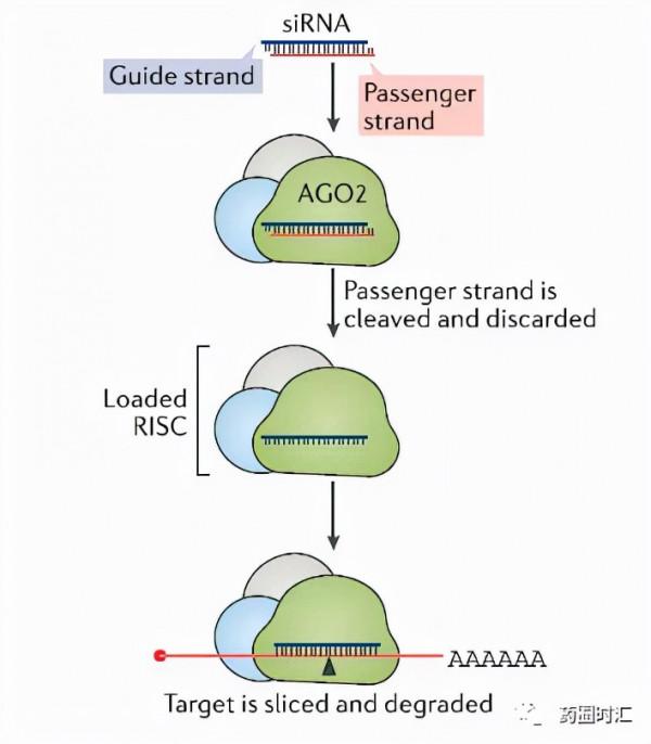 行研｜核酸藥物（一）——前世今生
