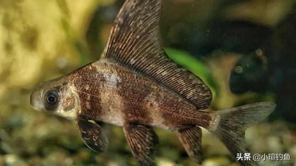 國內釣到這些“牢底坐穿魚”，務必放生，每年都有人誤釣它們被抓