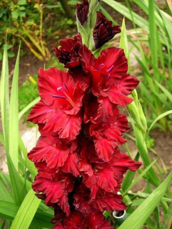 搖曳多姿的劍蘭 搖曳多姿的劍蘭