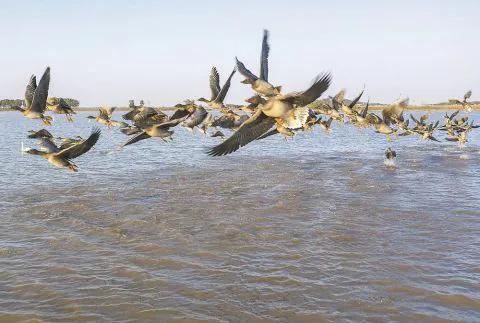 安徽的冬日“南飛候鳥”