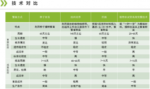 城市綠化的最佳樹種之一——珍珠梅 城市綠化的最佳樹種之一——珍珠梅