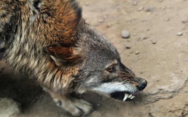 動物故事:受傷狼王在洞中等死,被流浪狗意外搭救,一起重返狼群 動物故事:受傷狼王在洞中等死,被流浪狗意外搭救,一起重返狼群