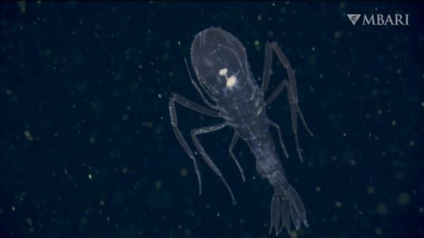 2021年拍攝到的珍稀深海生物 別樣又迷人