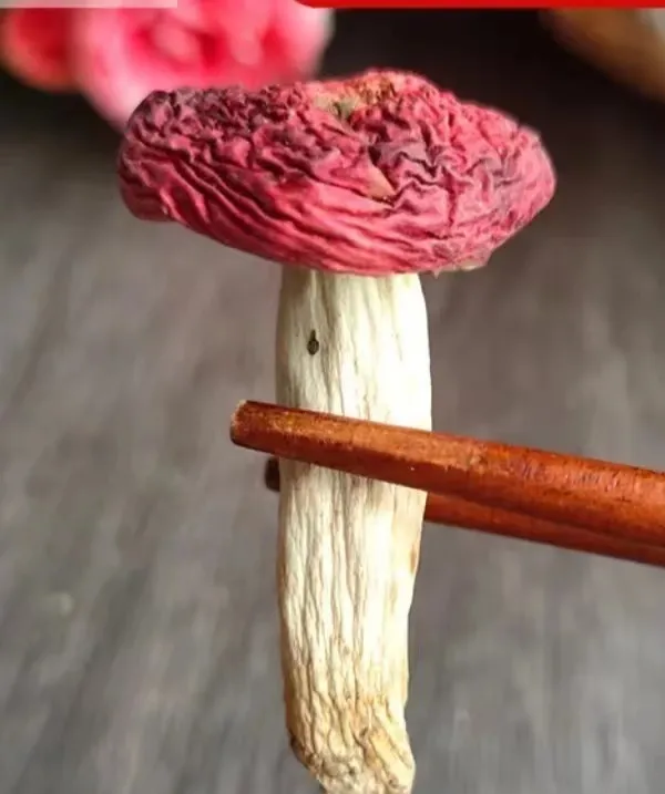 南菌北菇，中國最好吃的菌菇有哪些？